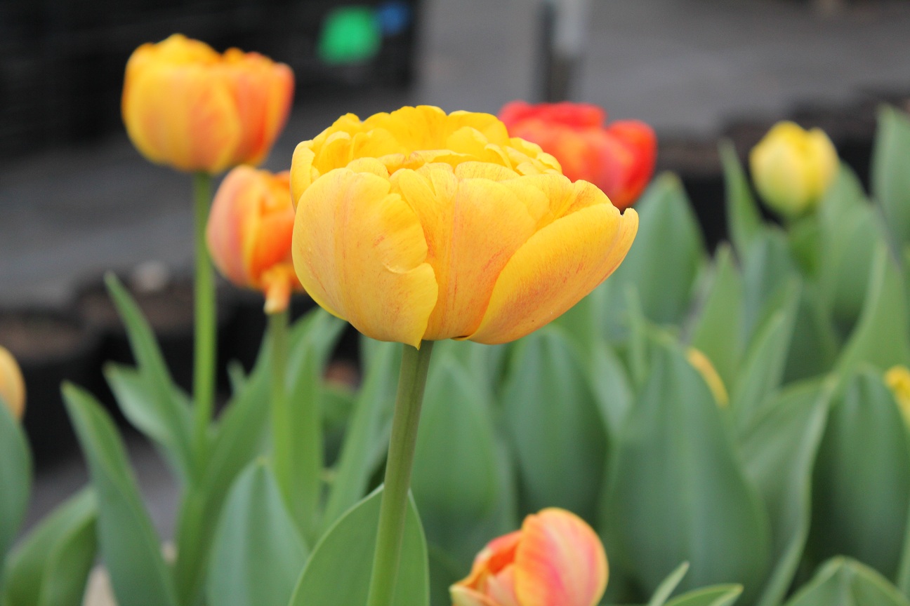 Buy Tulip Bulbs Tulipa Sunlover Gold Medal winning Harts Nursery.